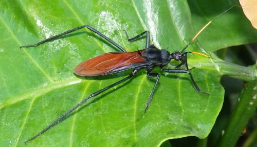 Réf. 317 920 : Zelurus spinidorsis
